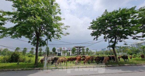 Sau nhiều năm bất động, đất khu đô thị Thanh Hà bất ngờ bị cò 'thổi giá'