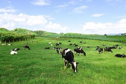 Mộc Châu Milk chốt quyền chia cổ tức đợt 2/2021 tỷ lệ 15%