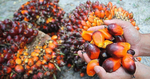 Indonesia, thị trường cung ứng dầu mỡ thực vật lớn của Việt Nam, bãi bỏ lệnh cấm xuất khẩu dầu cọ