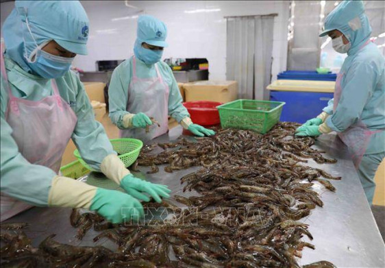 Tôm, cá tra tận dụng cơ hội thị trường đẩy mạnh xuất khẩu