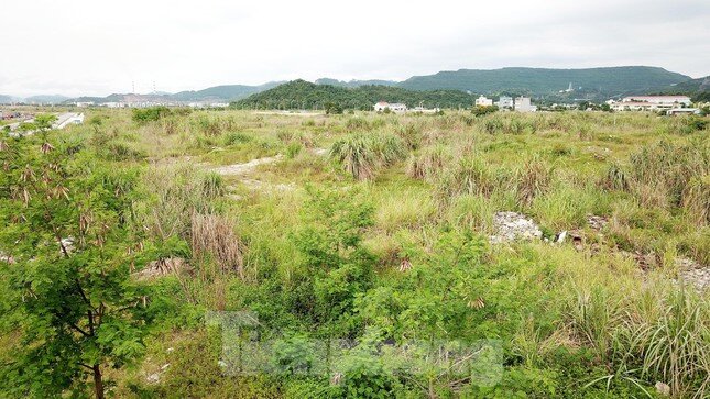 Khu đô thị gần 100ha đất vàng ở Quảng Ninh bỏ hoang, cỏ mọc um tùm ảnh 1