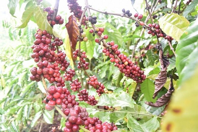 Giá xuất khẩu bình quân cà phê của Việt Nam sang Mỹ trong tháng 5 đạt 2.359 USD/tấn, tăng hơn 22% so với cùng kỳ. data-natural-width640