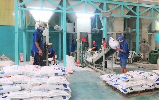 Lý do gạo xuất khẩu của Việt Nam bất ngờ tăng giá ảnh 1