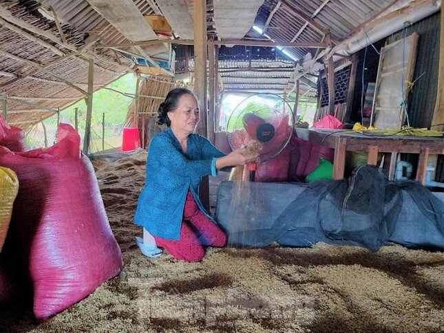 Lý do hàng nghìn tấn lúa Việt Nam ngon nhất thế giới bị om trong mưa nắng ảnh 3