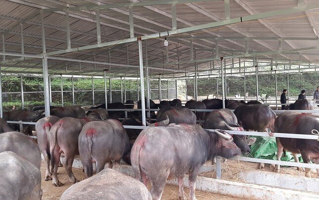 Đề nghị Bộ Quốc phòng, Bộ Công an vào cuộc chặn nhập lậu trâu bò qua biên giới ảnh 1