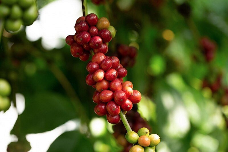Sản lượng cà phê Việt Nam dự báo đạt 30,9 triệu bao trong năm 2023, giảm 700.000 bao so với vụ thu hoạch kỷ lục của năm ngoái. 