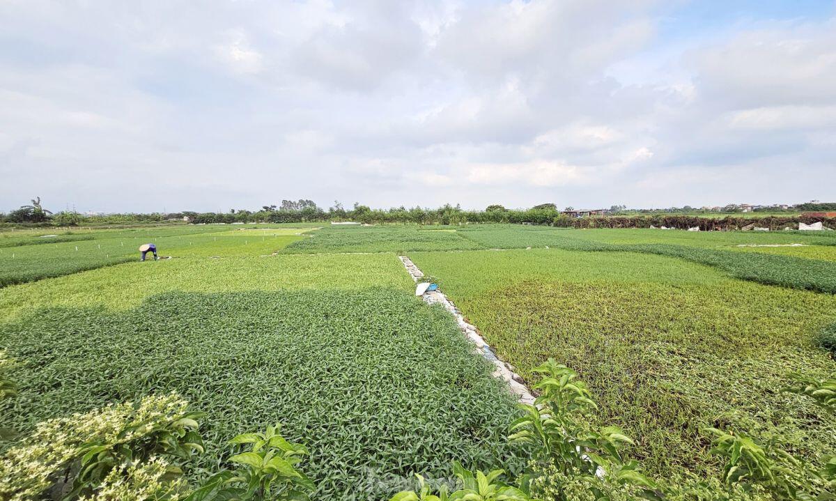Gần 20 năm ôm đất siêu dự án nhà ở sinh thái Đồng Mai thành nơi chăn bò, trạm bê tông lậu ảnh 3