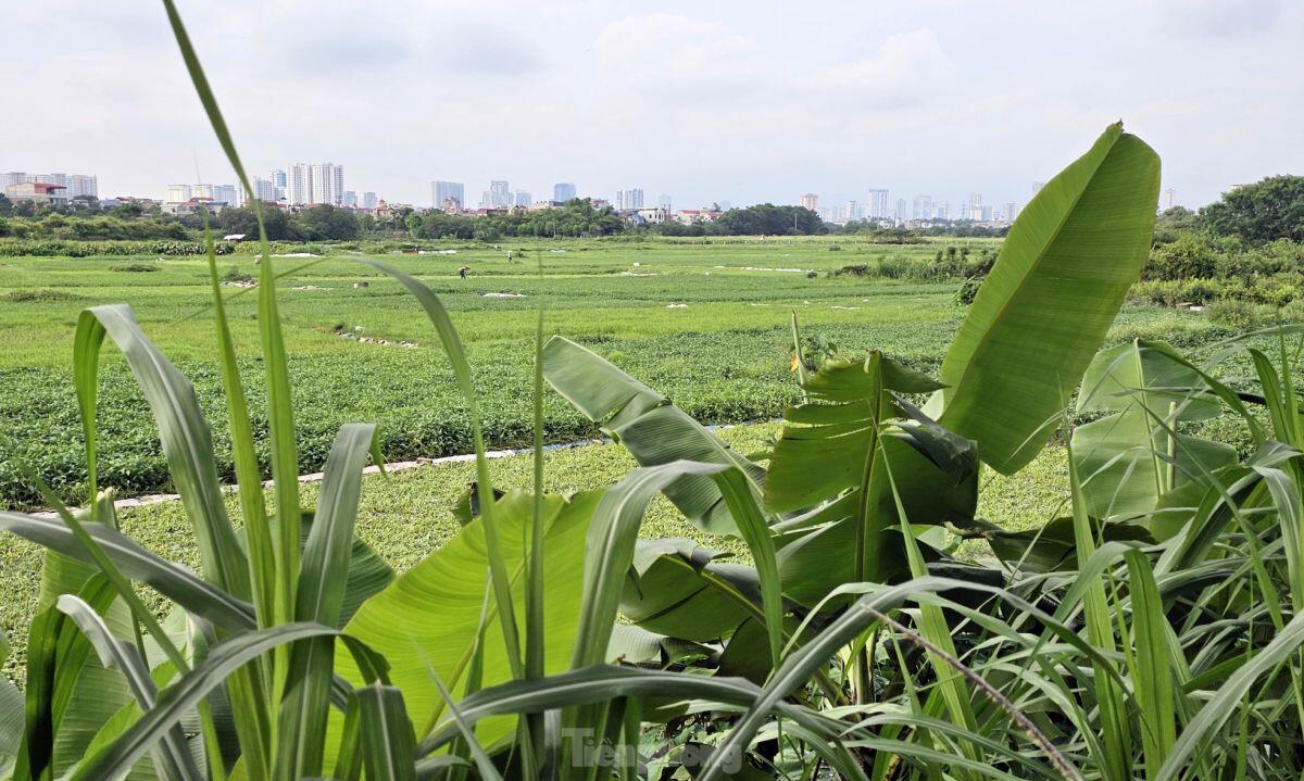 Gần 20 năm ôm đất siêu dự án nhà ở sinh thái Đồng Mai thành nơi chăn bò, trạm bê tông lậu ảnh 13
