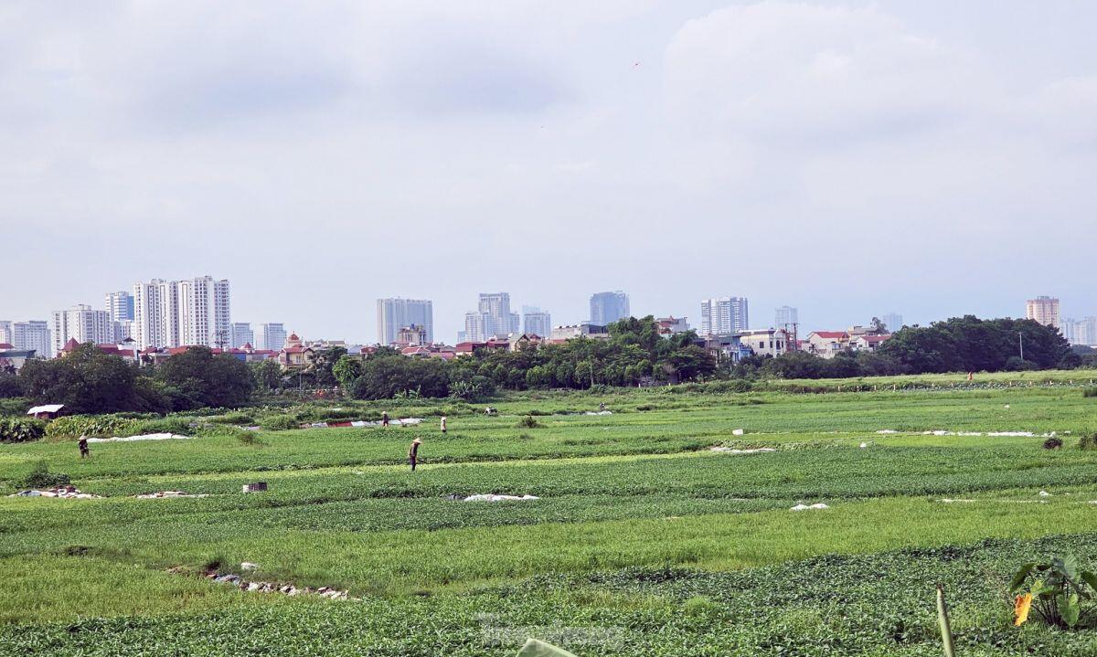 Gần 20 năm ôm đất siêu dự án nhà ở sinh thái Đồng Mai thành nơi chăn bò, trạm bê tông lậu ảnh 2