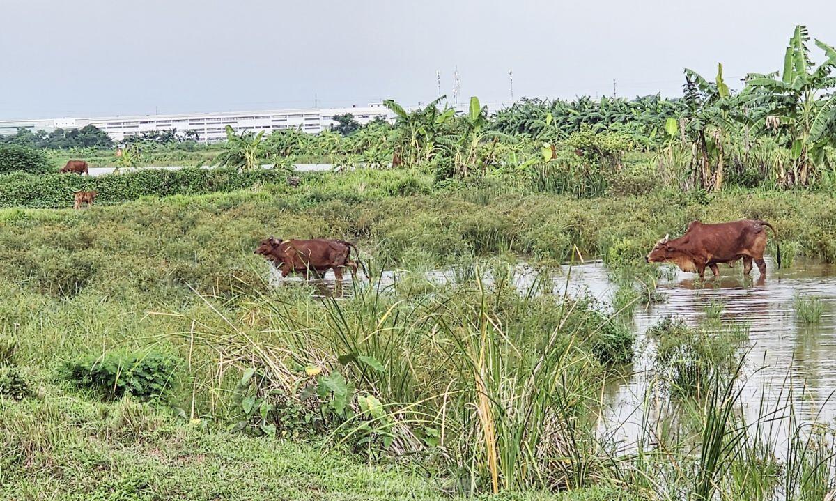Gần 20 năm ôm đất siêu dự án nhà ở sinh thái Đồng Mai thành nơi chăn bò, trạm bê tông lậu ảnh 6