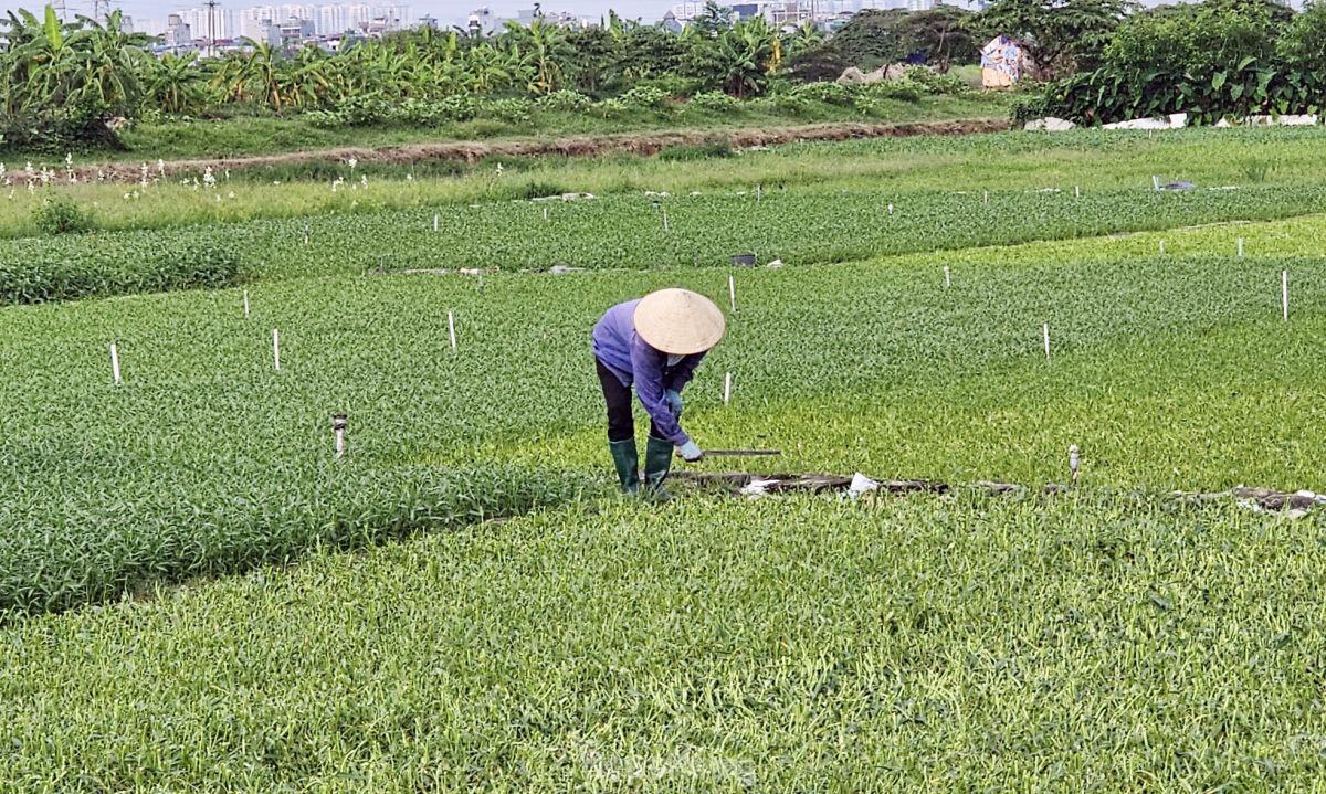 Gần 20 năm ôm đất siêu dự án nhà ở sinh thái Đồng Mai thành nơi chăn bò, trạm bê tông lậu ảnh 15