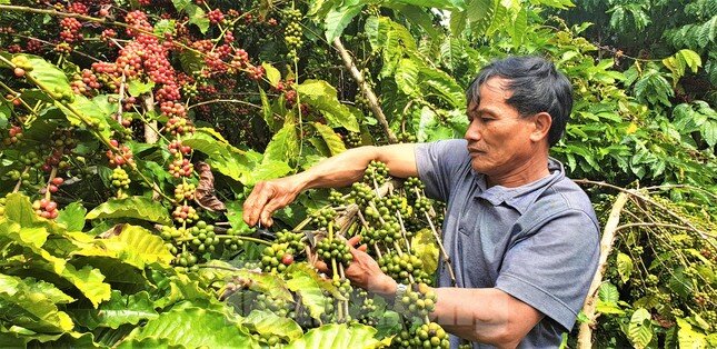 Việt Nam xuất khẩu cà phê đứng thứ 2 thế giới nhưng chưa làm chủ về giá ảnh 2