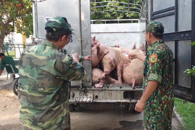 Thủ tướng: Ngăn chặn lợn nhập lậu qua biên giới ảnh 1