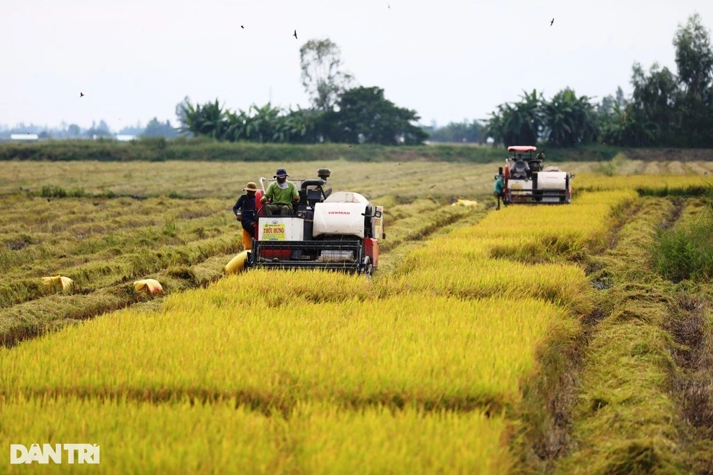 Giá lúa gạo cao nhất 12 năm và bản Nghị quyết đổi đời nông dân ảnh 2