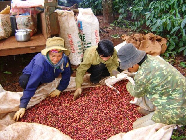 Giá cà phê Việt Nam tăng cao nhất trong 30 năm qua ảnh 1