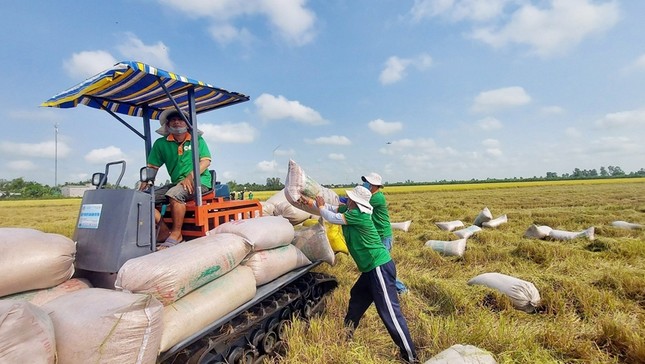 Doanh nghiệp xuất khẩu gạo trúng thầu nhiều lô hàng lớn vẫn… thua lỗ ảnh 1